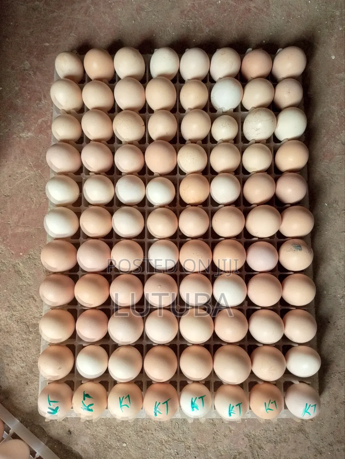 Incubation and Hatching Services