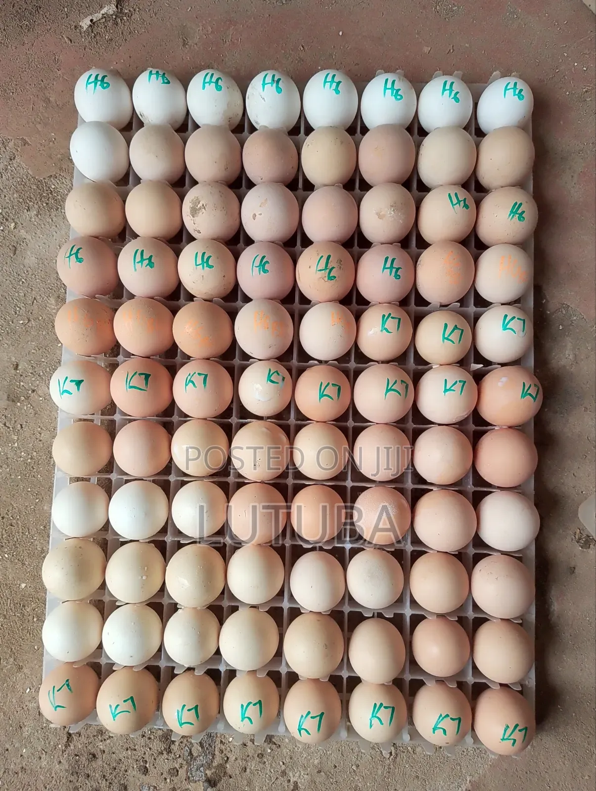 Incubation and Hatching Services