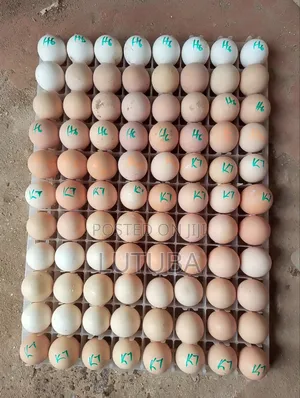 Incubation and Hatching Services
