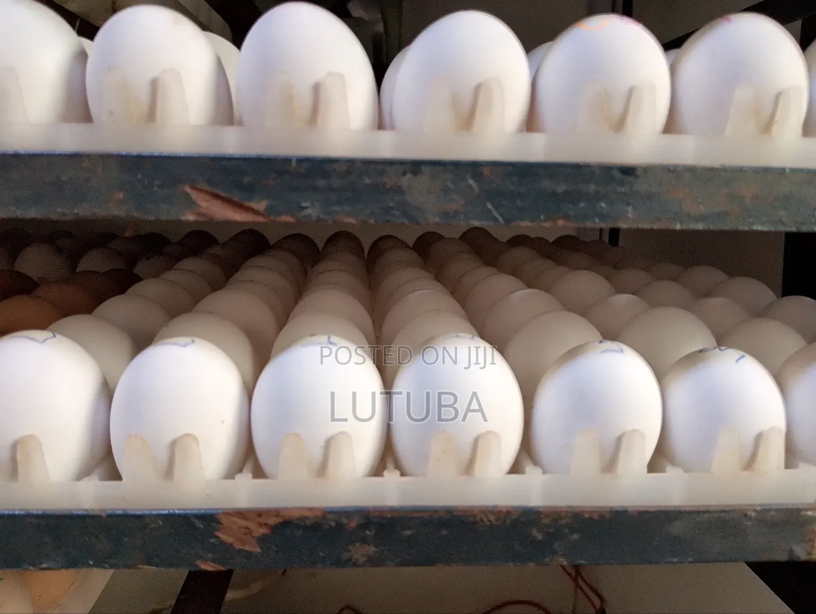 Incubation and Hatching Services