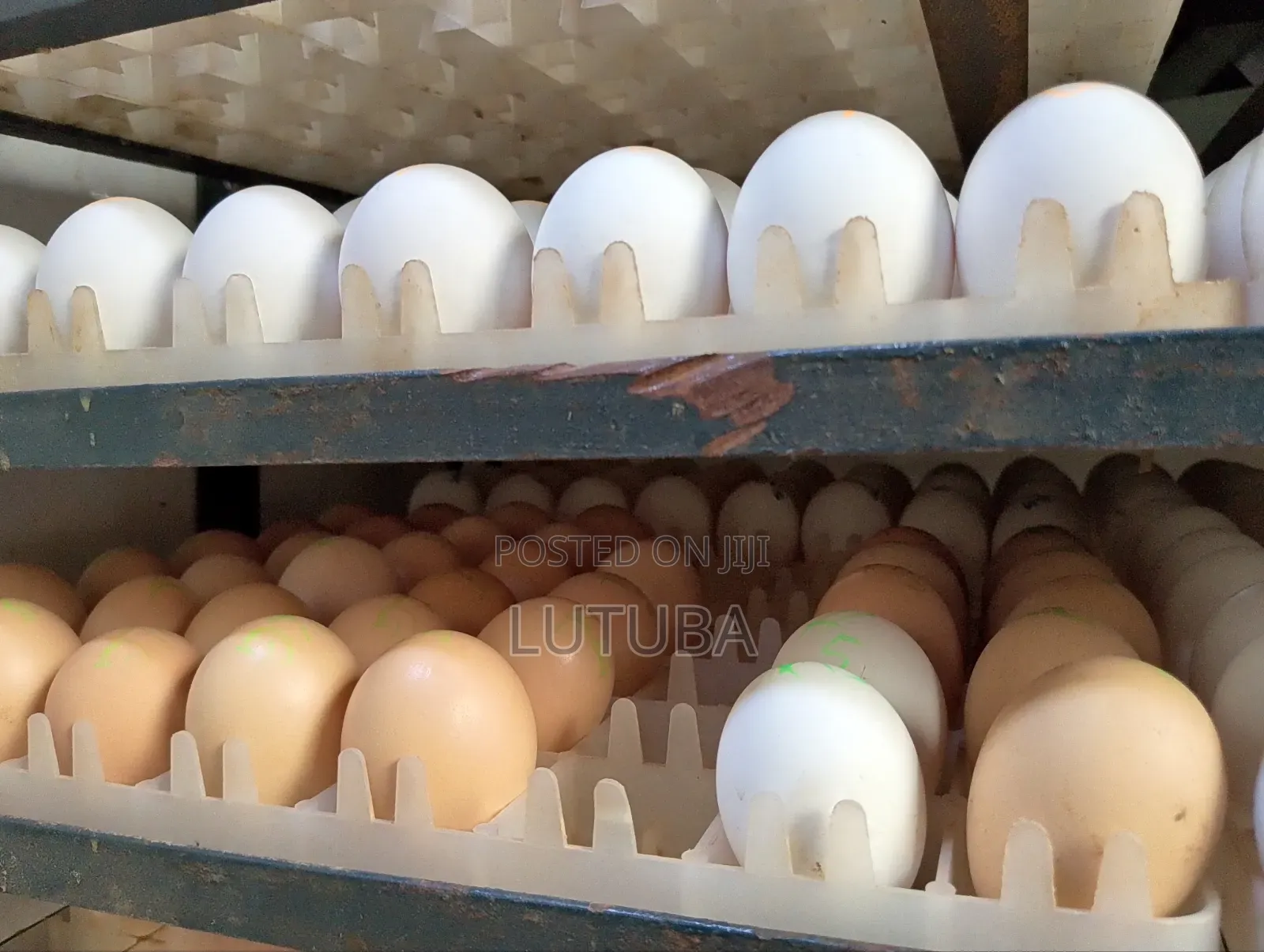 Incubation and Hatching Services