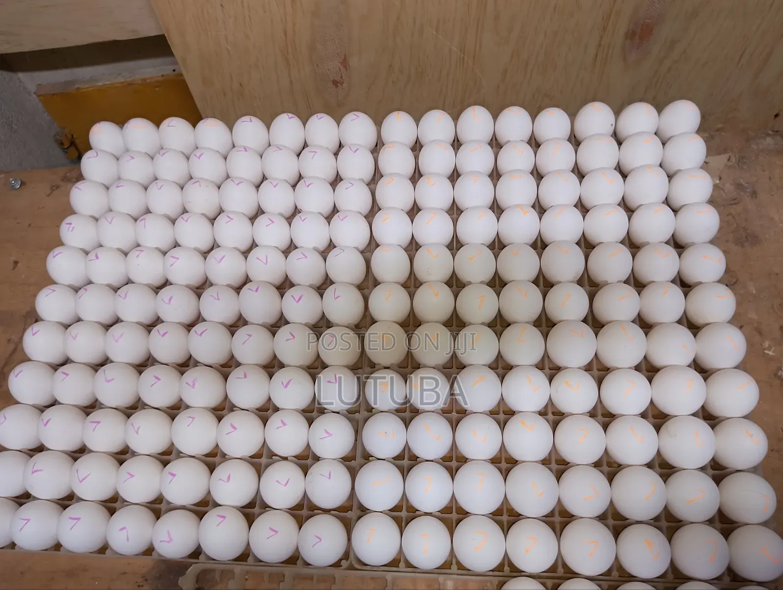 Incubation and Hatching Services