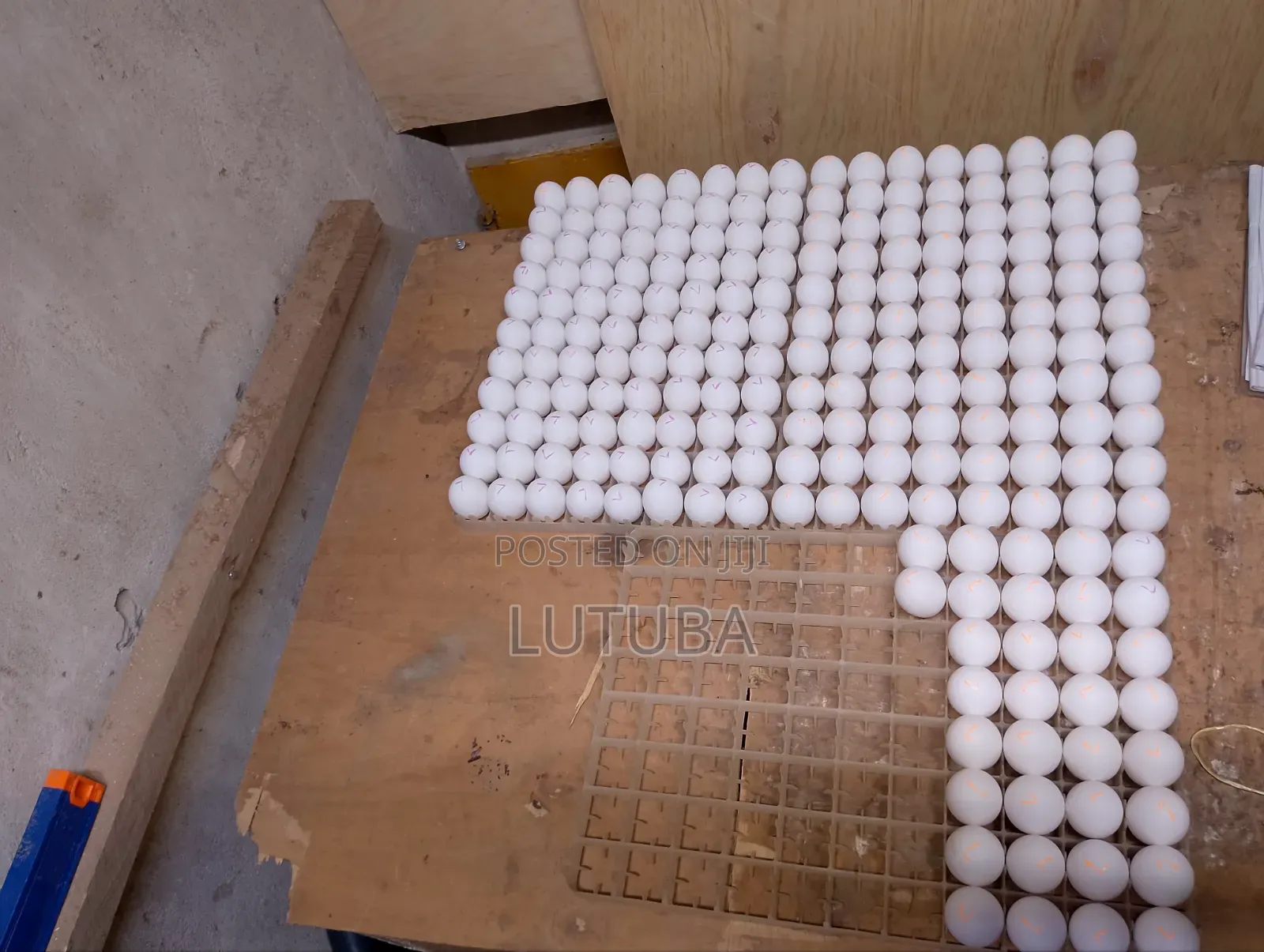 Incubation and Hatching Services