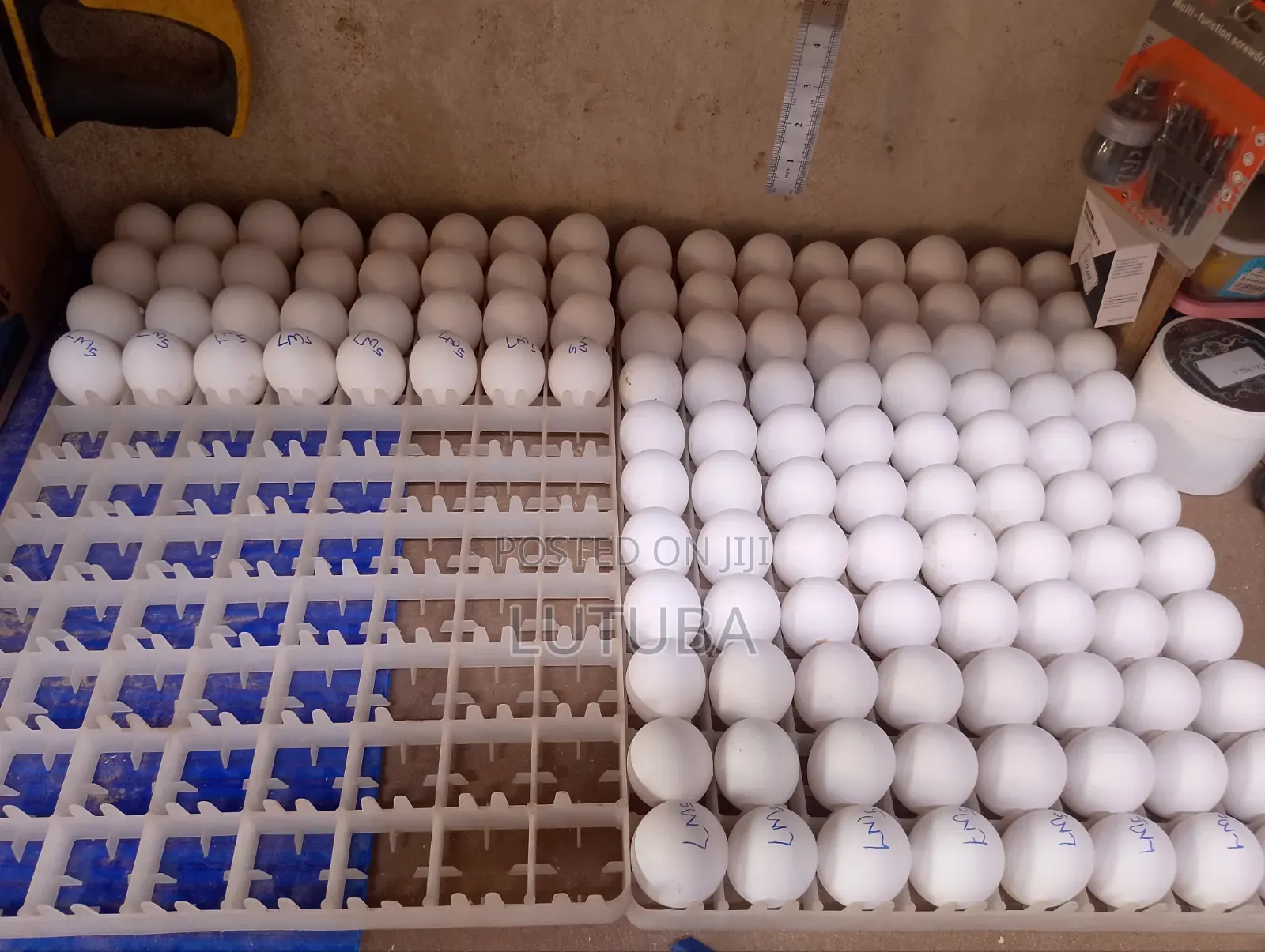 Incubation and Hatching Services