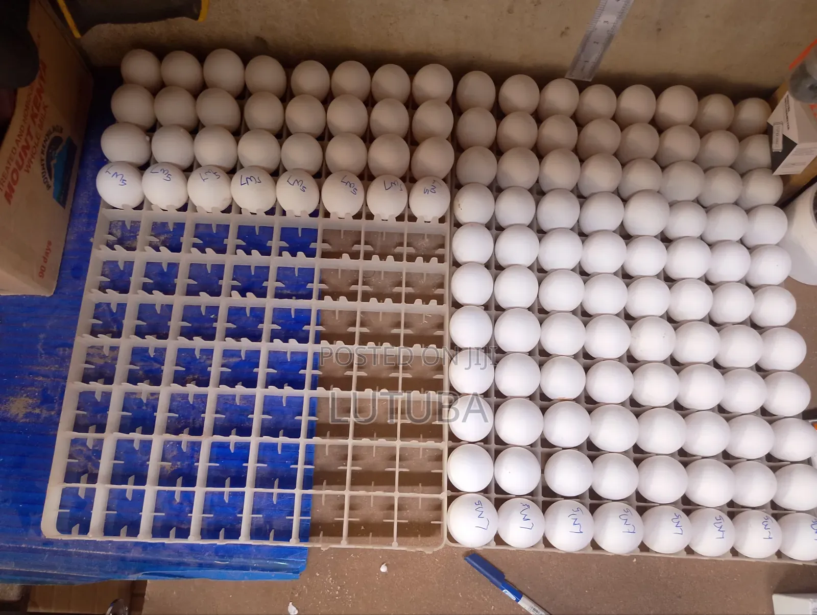 Incubation and Hatching Services