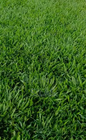 Pemba Grass