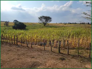 10 Acres of Fenced Agricultural Land for Sale in Olorroito, Narok