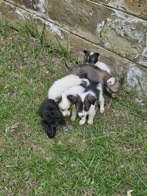 1-3 months Female Mixed Breed Japanese Spitz