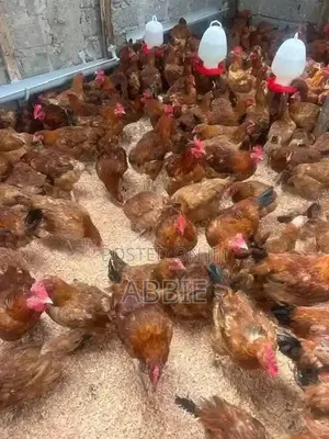 Chics for Sale