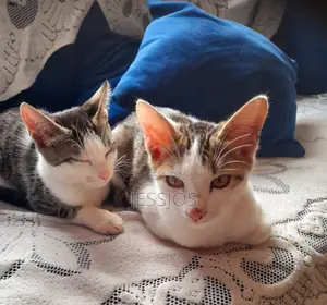 3-6 months Male Mixed Breed Cat