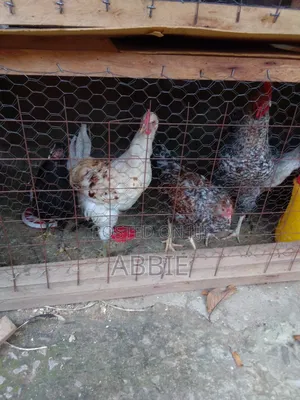 Abby Chicks