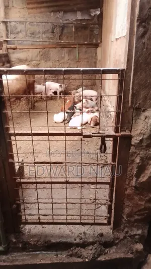 Ten Large White (Piglets)