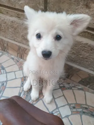 3-6 months Female Purebred Japanese Spitz