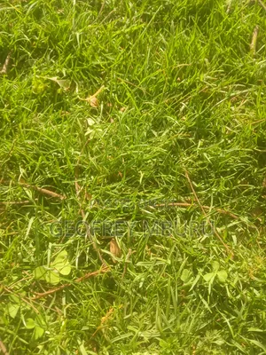 Lawn Grass