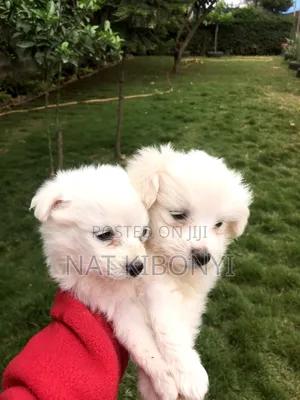 1-3 months Male Purebred Japanese Spitz