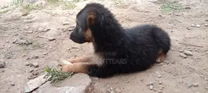 1-3 months Female Purebred German Shepherd