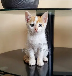 1-3 months Male Mixed Breed Cat