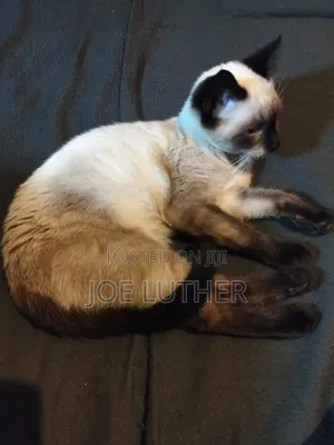 1-3 months Female Mixed Breed Siamese