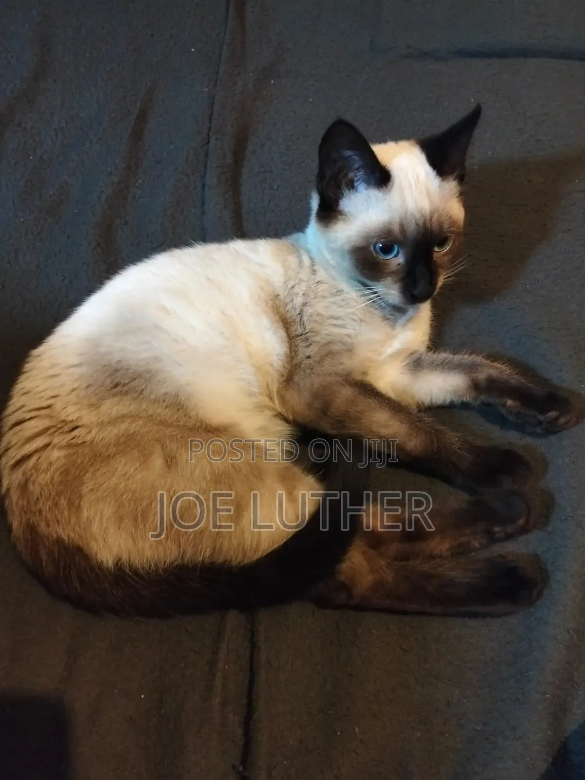 1-3 months Female Mixed Breed Siamese