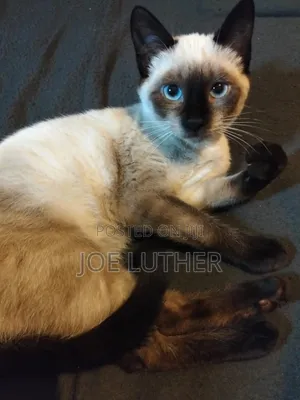 1-3 months Female Mixed Breed Siamese