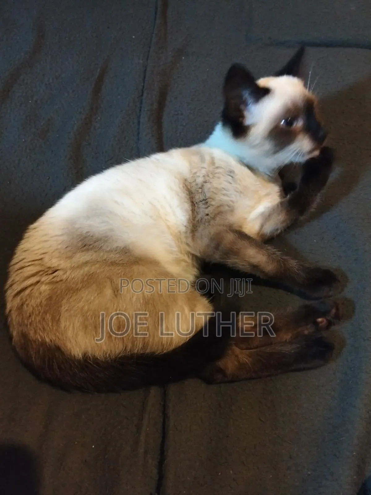 1-3 months Female Mixed Breed Siamese