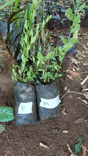 Sandlewoods Seedlings