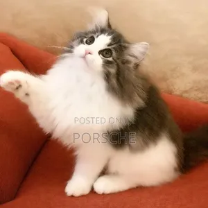 1-3 months Male Purebred Norwegian Forest