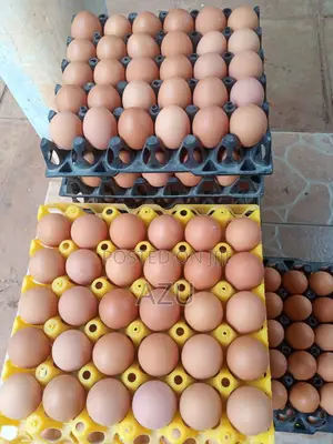 Eggs Available - 400 Trays