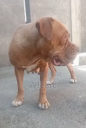 1+ year Female Purebred Mastiff