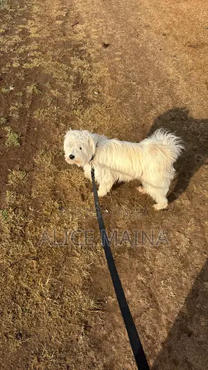 1+ year Male Mixed Breed Maltese