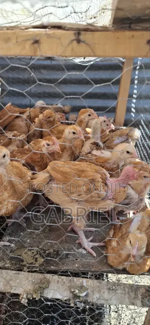 Chicks Available in Nakuru