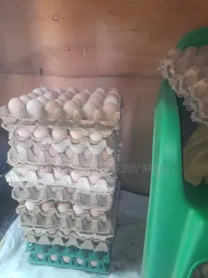 Lolgorian Poultry Farm.