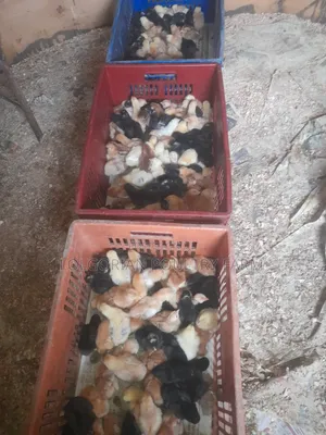 Lolgorian Poultry Farm.