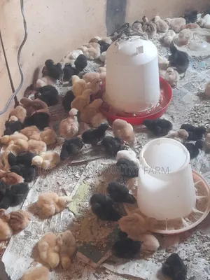 Lolgorian Poultry Farm.