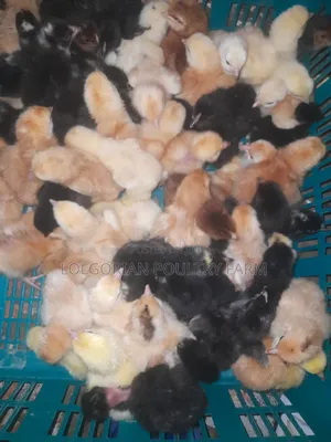 Lolgorian Poultry Farm.