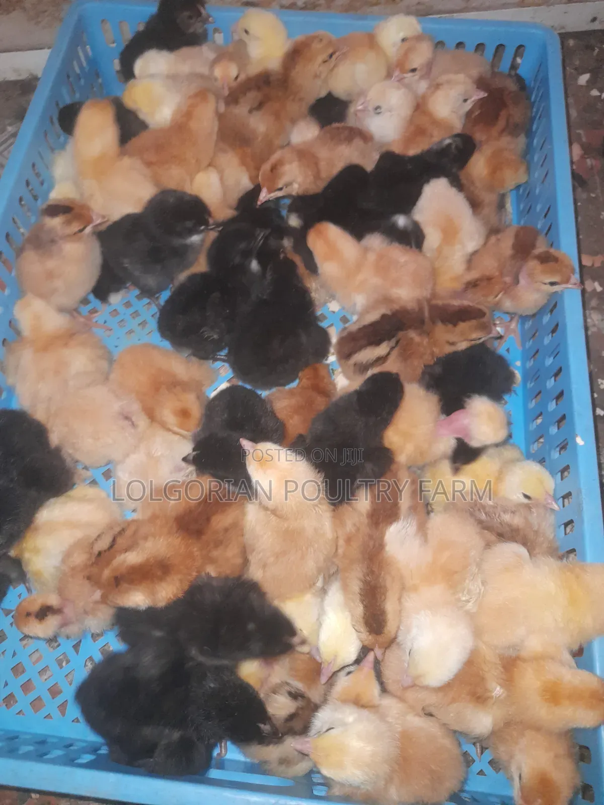 Lolgorian Poultry Farm.
