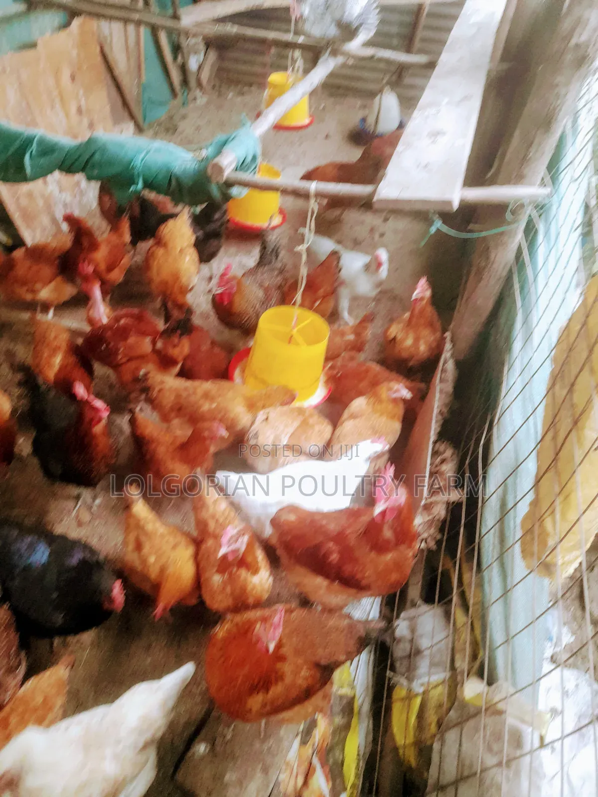 Lolgorian Poultry Farm.