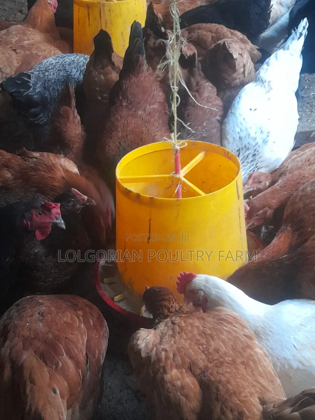 Lolgorian Poultry Farm.