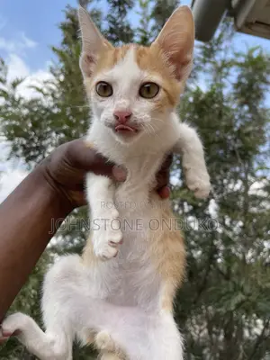 1-3 months Female Purebred Tabby