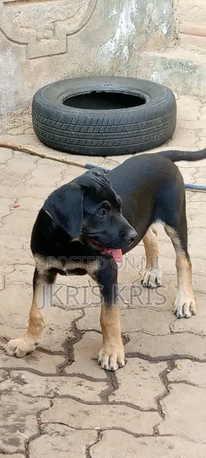 1-3 months Male Mixed Breed Boerboel