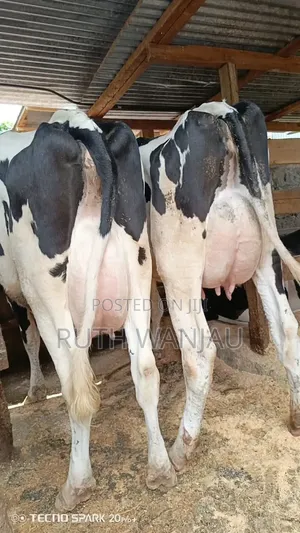 Super Milking Cows