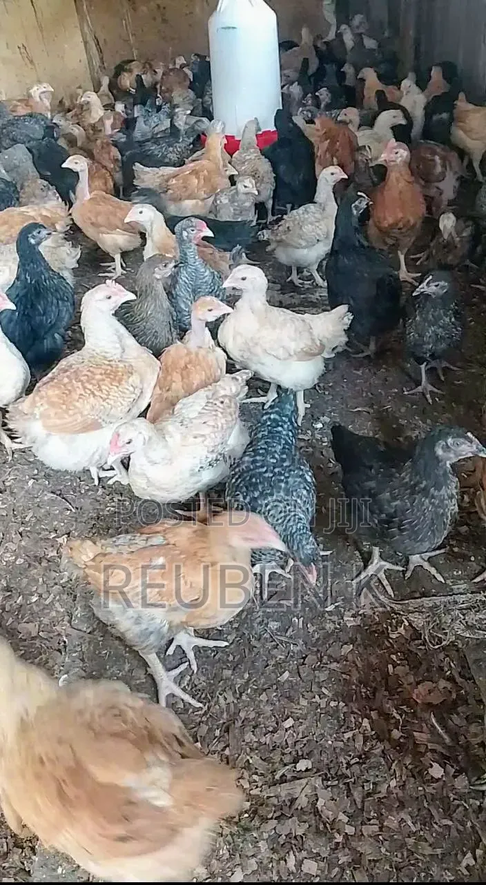 2 Month Old Improved Kienyeji Chicken