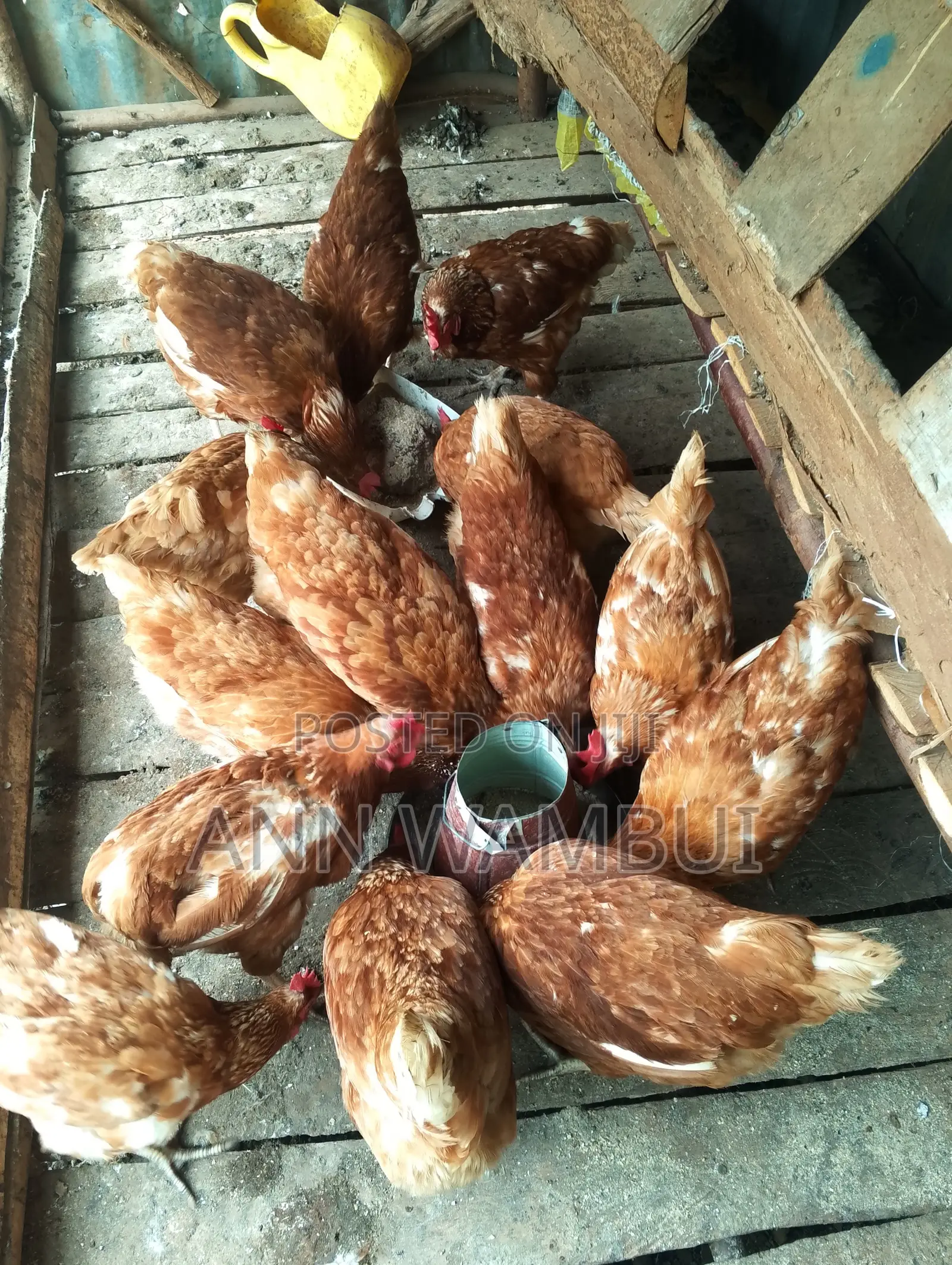 Active Layer Chicken for Sale
