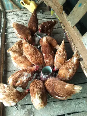 Active Layer Chicken for Sale