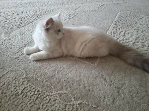 1-3 months Female Purebred Ragdoll
