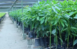 Hass Avocado Seedlings Kienyeji Avocado for Rootstock