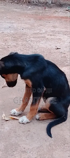 1-3 months Female Purebred Rottweiler