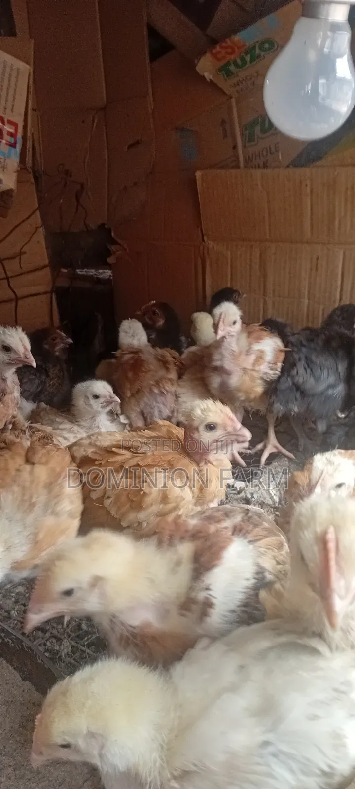 Sasso Chicken