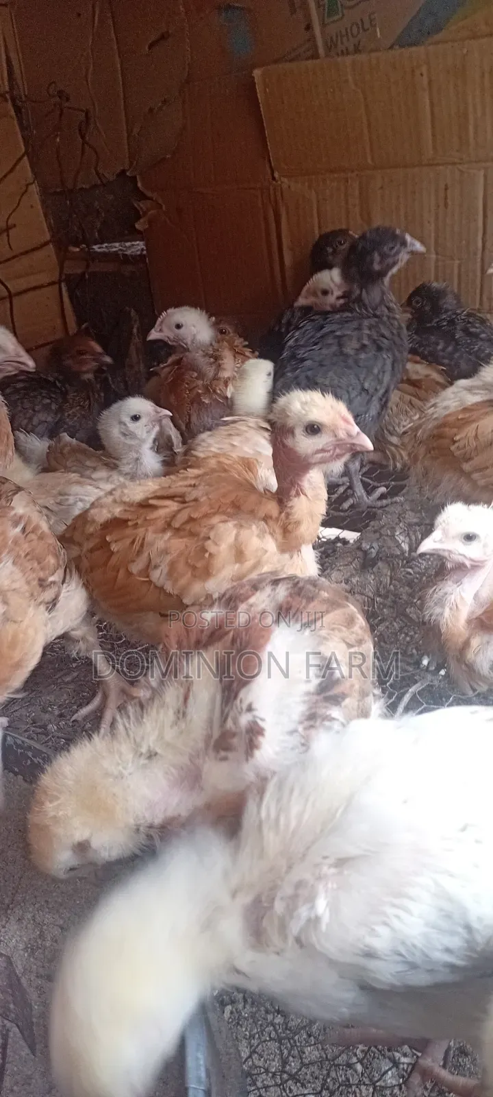 Sasso Chicken