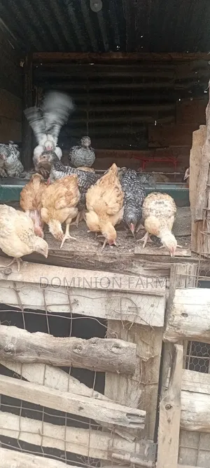 Sasso Chicken